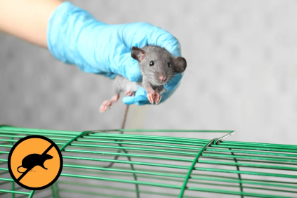especialistas en control de roedores en puerto rico exterminador de ratones