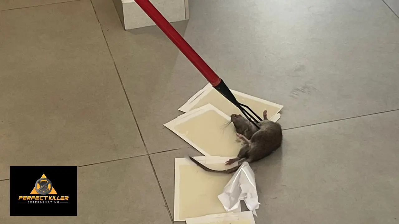 expertos-control-de-roedores Especialistas exterminacion plagas