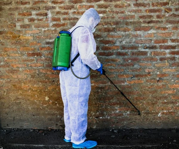 exterminador de plagas de termitas